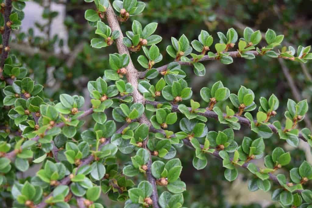Cotoneaster horizontalis ---